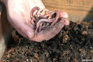 Dendroben crv, njegove značajke i prednosti Dendroben crv, njegove značajke i prednosti